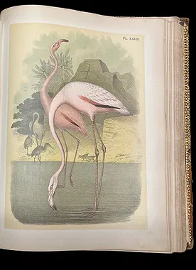 Antique flamingo natural history book plate illustration