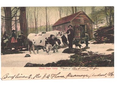 S Langsdorf Maple Sugar Camp Andover Vermont Cows Winter Farm Postcard